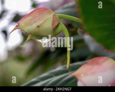 Makrofotografie einer armen rhododendron-Knospe mit einem Regentropfen, aufgenommen in einem Garten nahe der Kolonialstadt Villa de Leyva im Zentrum Kolumbiens. Stockfoto