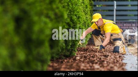 Professioneller weißer Gärtner, der sich um den Gartenmulch unter einer Reihe Thujas am Zaun kümmert. Landschaftsgärtnermotiv. Stockfoto