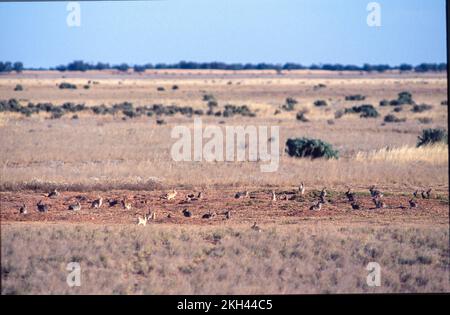 Wildkaninchen im Outback Südaustraliens. Stockfoto