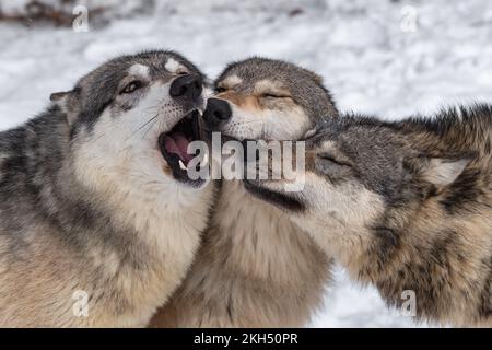 Drei Grauwölfe (Canis lupus) Drücken Sie ihre Köpfe im Winter zusammen – Gefangene Tiere Stockfoto