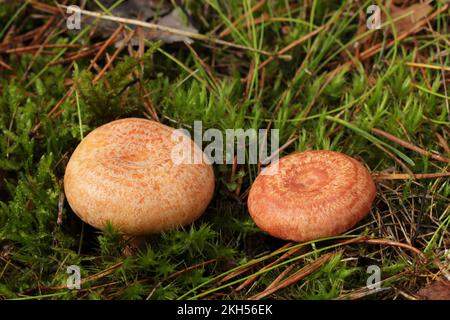 Links ist die leckere und essbare Pilzsafranmilchkappe, rechts die bedingt essbare Woolly-Milchkappe. Stockfoto