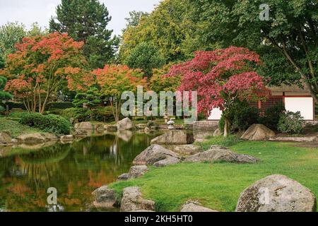 Herbst im japanischen Garten (Botanischer Garten von Hamburg) - Jaoaneser Ahorn aus Rot und prange Colorsin botanischer Park von Hamburg Planten un BL Stockfoto