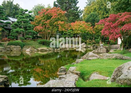 Herbst im japanischen Garten (Botanischer Garten von Hamburg) - Jaoaneser Ahorn aus Rot und prange Colorsin botanischer Park von Hamburg Planten un BL Stockfoto