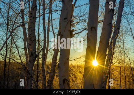 Birkenwälder bei Sonnenaufgang im Spätherbst, Greater Sudbury, Ontario, Kanada Stockfoto