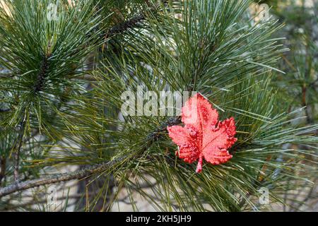 Trans Canada Trail Weihnachtsdekoration, Greater Sudbury, Ontario, Kanada Stockfoto