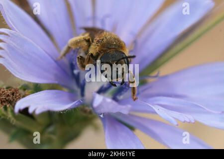 Farbenfrohe Nahaufnahme einer weiblichen Biene aus der Großen Furche, Halictus scabiosae, die in einer blauen Blume der Wilden Zichorie sitzt Stockfoto