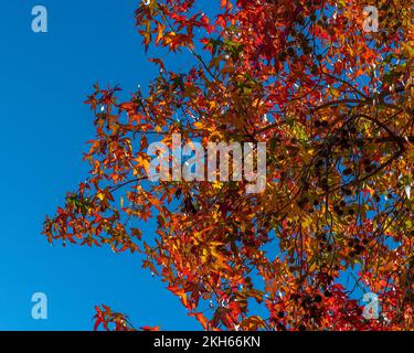 Bunte Herbstblätter sonnen sich im hellen Sonnenschein. Stockfoto