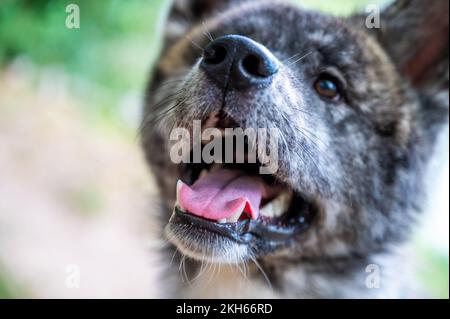 Eine Nahaufnahme eines Akita Inu, draußen, und mit offenem Mund etwas anschauen Stockfoto