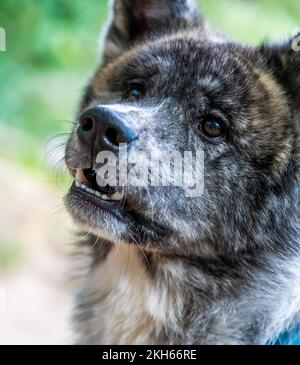 Eine Nahaufnahme eines Akita Inu, draußen, mit großer Aufmerksamkeit und offenen Augen Stockfoto