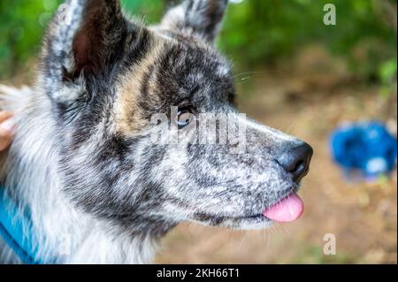 Eine Nahaufnahme eines Akita Inu, draußen, mit großer Aufmerksamkeit und ausgestreckter Zunge Stockfoto