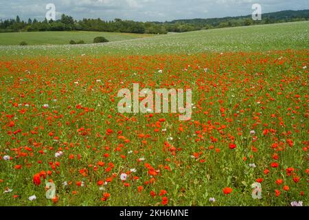 Ein Mischfeld aus rosa und roten Mohnblumen, Papaver Rhoeas und Papaver Somniferum, in der Sommersonne Stockfoto