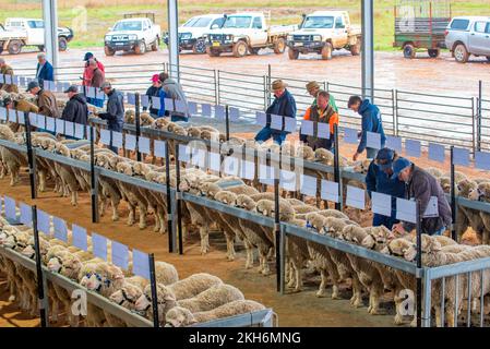 Bauern, Züchter und Käuferagenten inspizieren vor einer Auktion bei einem Verkauf auf einer Poll-Merino-Zuchtfarm Bella Lana in der Nähe von Wellington, New South Wales Stockfoto