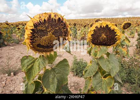 Smiley-Blume. Spaß mit Sonnenblumen auf einem Feld in der Nähe von Burgos. Stockfoto