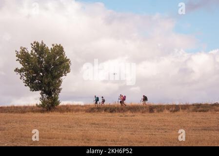 Eine Gruppe von Pilgern auf dem Camino de Santiago in der Nähe von Burgos passieren einen einzelnen Baum auf der Ebene Stockfoto