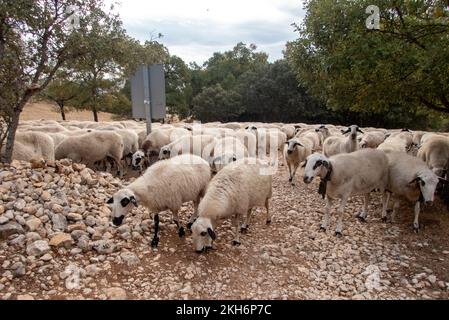 Auf dem Weg nach Burgos überquert ein Schaf den Pilgerweg des Camino de Santiago. Stockfoto