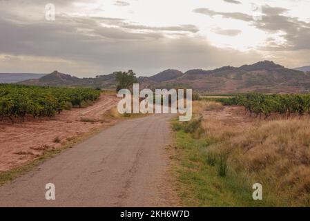 Weinbau in den Hügeln der Region La Rioja bei Nájera. Stockfoto