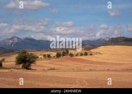 Die Hügel rund um Los Arcos in Navarra, Nordspanien, mit den Ruinen der Ermita de San Vicente. Stockfoto