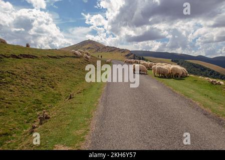 Schafe kreuzen den Weg der Pilger auf dem Weg nach St. James über die Pyrenäen nach Spanien. Stockfoto