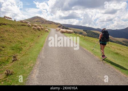 Schafe kreuzen den Weg der Pilger auf dem Weg nach St. James über die Pyrenäen nach Spanien. Stockfoto