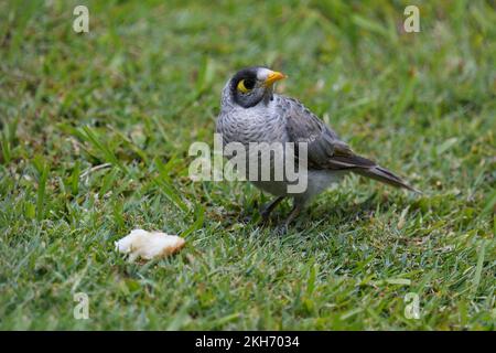 Ein australischer erwachsener Noisy Miner - Manorina melanocephala - Vogel auf dem Boden, der ein Stück Brot bewacht, das er aus einer Krähe gestohlen hat, in sanftem, bewölktem Licht Stockfoto