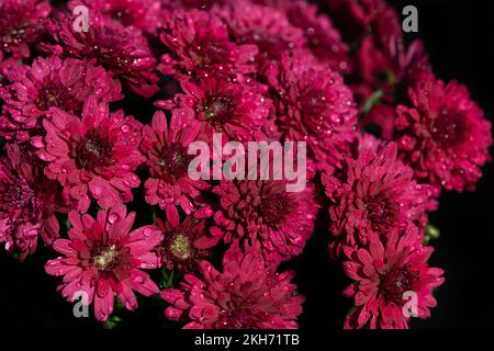 Nahaufnahme und Hintergrund von roten blühenden Astern, die Seite an Seite wachsen. Da sind Wassertropfen auf den Blumen. Stockfoto