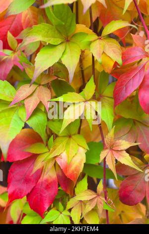 Dekorativer Hintergrund bunter Herbstblätter Kletterpflanze Stockfoto
