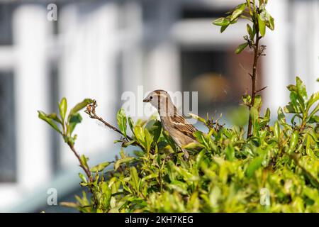 Ein spanischer Spatz (Passer hispaniolensis), hoch oben im Busch Stockfoto