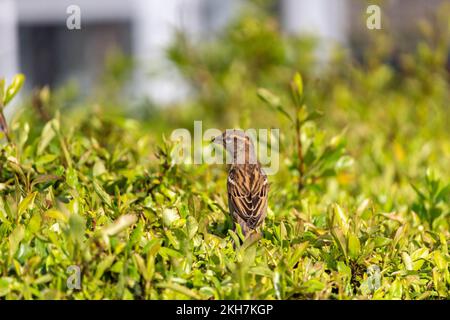 Ein spanischer Spatz (Passer hispaniolensis), hoch oben im Busch Stockfoto