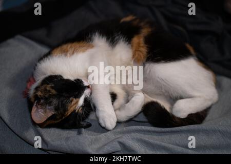 Ein horizontales Bild einer schwarzen, weißen und braunen Katze, die auf einem grauen Stoff ruht Stockfoto