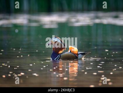 Männliche Mandarin-Ente (Aix galericulata) am New Pool bei Sonnenaufgang, Whitegate, Cheshire, England, Großbritannien Stockfoto