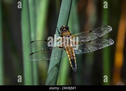 Four Spotted Chaser Dragonfly (Libellula quadrimaculata), Anderton Nature Reserve, Cheshire, England, Großbritannien Stockfoto
