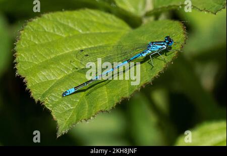 Common Blue Damselfly (Enallagma cyathigerum), Northwich Woodlands, Cheshire, England, Großbritannien Stockfoto