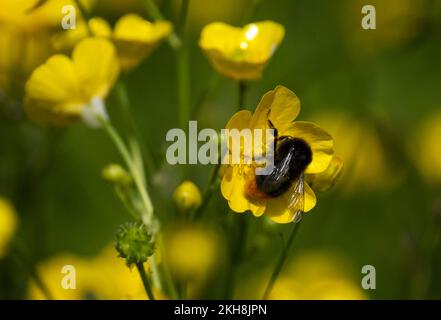 Buttercup Meadow, die Uplands, Northwich Woodlands, Cheshire, England, UK Stockfoto
