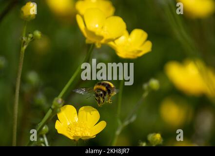 Weißschwanz-Bumblebee (Bombus lucorum) störende Pollen in Buttercup Meadow, Northwich Woodlands, Cheshire, England, Großbritannien Stockfoto