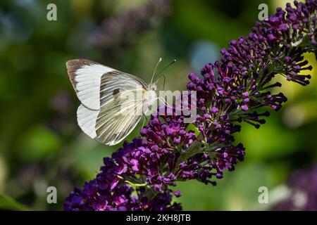 Weibliche große weiße Schmetterlinge (Pieris brassicae), Cheshire, England, Großbritannien Stockfoto