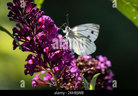 Green-Veined White Butterfly (Pieris napi), Cheshire, England, Großbritannien Stockfoto