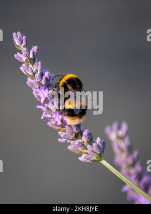 Bumble Bee (Bombus) auf Lavender im Sommer, Cheshire, England, Großbritannien Stockfoto