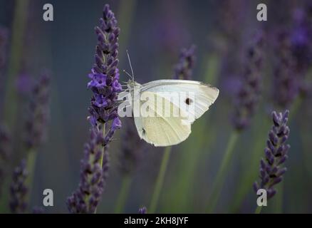 Large White Butterfly (Pieris brassicae) on Lavender (Lavandula), Cheshire, England, Großbritannien Stockfoto