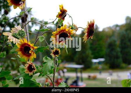 Sonnenblumen im Fokus, Bäume im Hintergrund unscharf. Das Bild findet auf einem Betrieb statt. Stockfoto