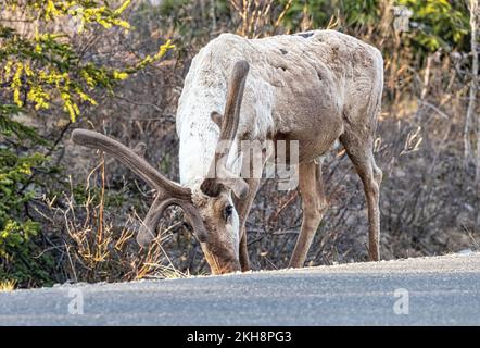 Ein einzelner Karibus weidet am Straßenrand im Denali-Nationalpark, Alaska Stockfoto