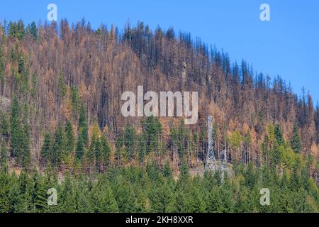 Brandstelle am Rand des Bolt Creek Fire mit widersprüchlichen lebenden und verbrannten Bäumen und Stromleitungen unter blauem Himmel in den Washington Cascades Stockfoto