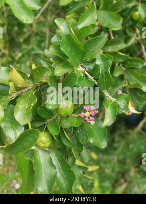 Wilde Malgighia-Glabra-Pflanze mit Früchten. Stockfoto