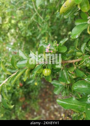 Wilde Malgighia-Glabra-Pflanze mit Früchten. Stockfoto