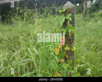 Die schleichende Efeu-Krustenpflanze klettert auf den Betonpfahl. Stockfoto