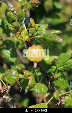 Stachelbeere, Ribes uva crispa unbekannter Sorte, reife grüne Frucht mit roten Flecken in Nahaufnahme mit einem verschwommenen Hintergrund von Blättern. Stockfoto