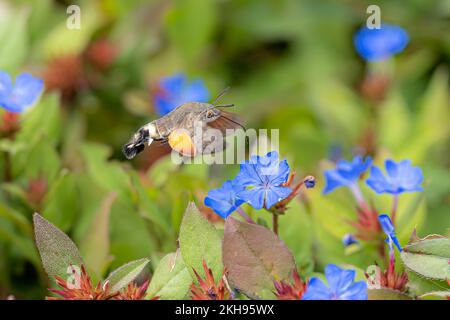 Eine Nahaufnahme einer Hawk-Motte auf wunderschönen blauen chinesischen Plumbago-Blumen in einem Garten Stockfoto