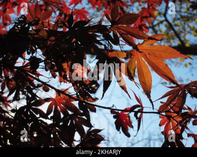 Japanische Ahornblätter glänzen rot in Old City, Philadelphia. Stockfoto