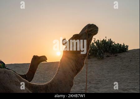 Die Sonne geht am Horizont der Wüste Thar, Rajasthan, Indien, auf. Dromedare, Dromedarkamele, arabische Kamele oder einbuckige Kamele ruhen auf Sanddüne Stockfoto