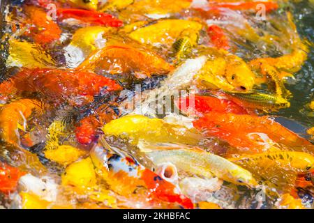 Schöne bunte Koi Fische schwimmen im Teich Stockfoto