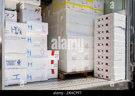 LKW-Ladung frischer Meeresfrüchte für den Tsukiji-Fischmarkt in Tokio, Japan Stockfoto